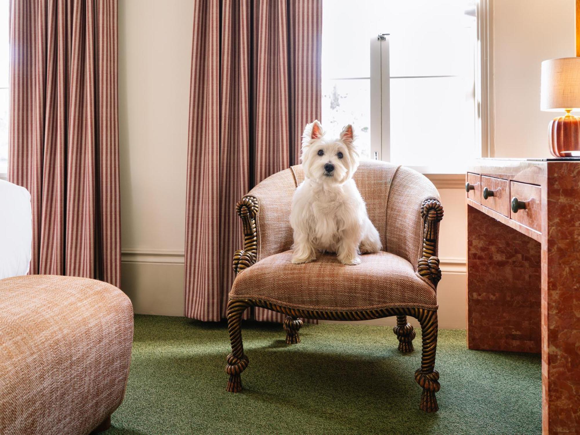 Suite King